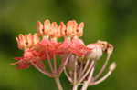 Fewflowered milkweed